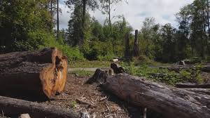 Best Stump Grinding and Removal  in Fort Deposit, AL