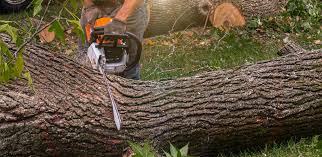 Professional Tree Services in Fort Deposit, AL