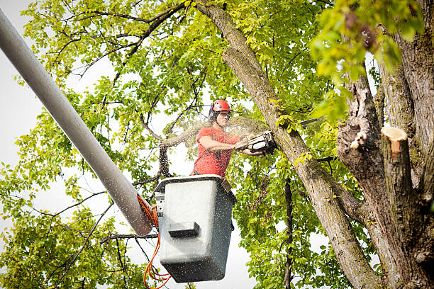 Best Tree Maintenance Programs  in Fort Deposit, AL